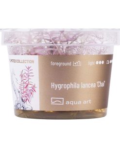 Alternative view of Hygrophila Lancea Chai in vitro