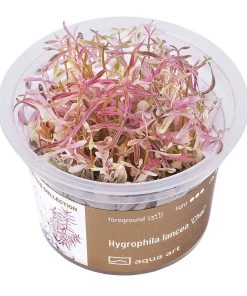 Hygrophila Lancea Chai in vitro