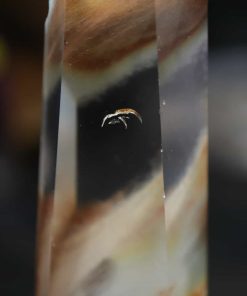 Alternative view of Amphibole dans quartz